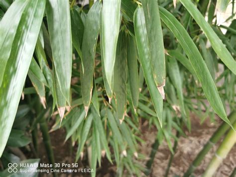 竹子繁殖方法 配戴水晶